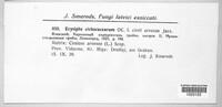 Golovinomyces cichoracearum image